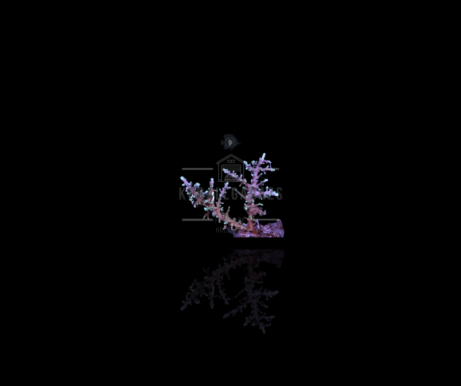 Acropora Walindii